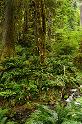 HohRainforest_9942