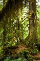 HohRainforest_9944