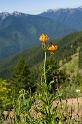 Lily_0151