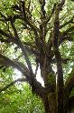 MapleGlade_9800