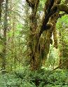 MapleGlade_9811