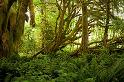 MapleGlade_9820