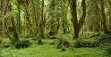 MapleGlade_9863