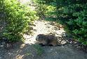 Marmot_0182