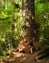 MarymereBigTree_0068