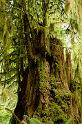 NurseStump_9830
