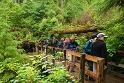 QuinaultBridge_9567