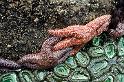 SeaStars_9643