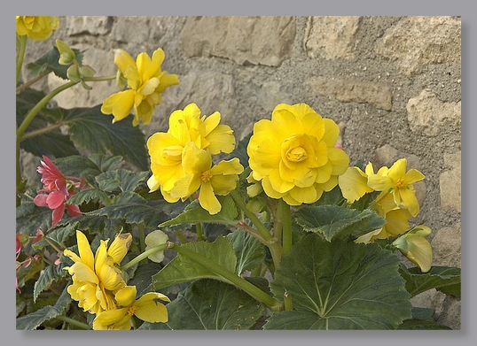 PenneBegonias_3892 Yellow Begonias