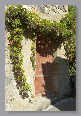 PenneCreeperDoor_3880 Creeper Vine over Door