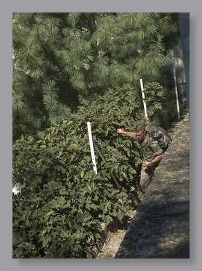 PenneStealFig4554 French Soldier Stealing Figs