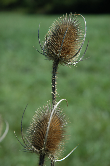PuyTeasel_4405 Teasel