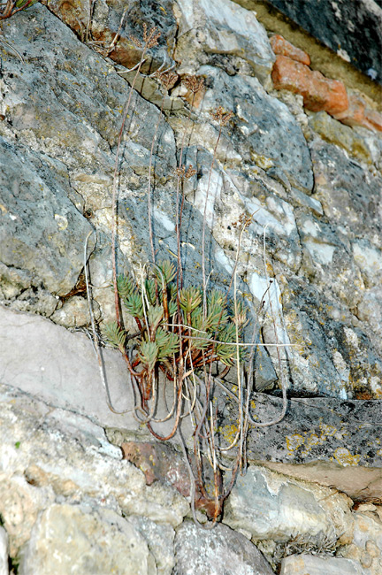 PuycelsiWall_4442 Interesting sedum-like plant in stone wall