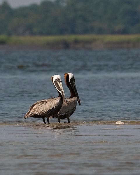 BrownPelicans_3881_8x10.jpg - Two brown pelicans standing on a sandbar in St. Helena Sound.