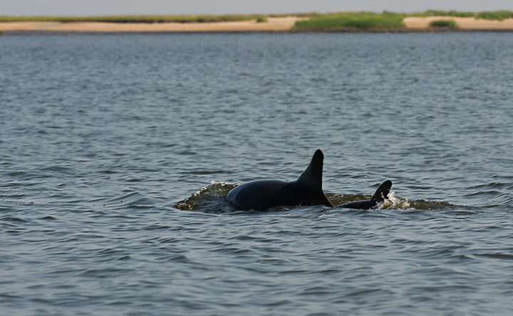 StHelenaPorpoises_3835.jpg - A mother dolphin and her baby cruising the  the sound.