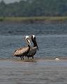 BrownPelicans_3881_8x10
