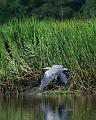 GreatBlueHeron_3890_8x10