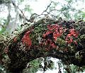Lichens_3718