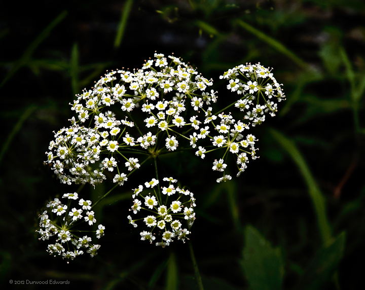 CowBane_6501_8x10.jpg - Cowbane — Oxypolis rigidor — (August 12, 2008) The mature blooms resemble chrysanthemum fireworks. This plant prefers damp surroundings and is found along the creek beds in the park. As the name implies, the leaves and roots are poisonous to cattle and can cause contact dermatitis if roughly handled. 