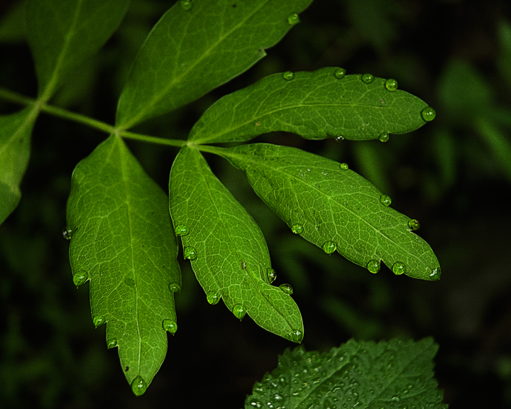 Cowbane_1348.jpg - Cowbane Leaf with Dew