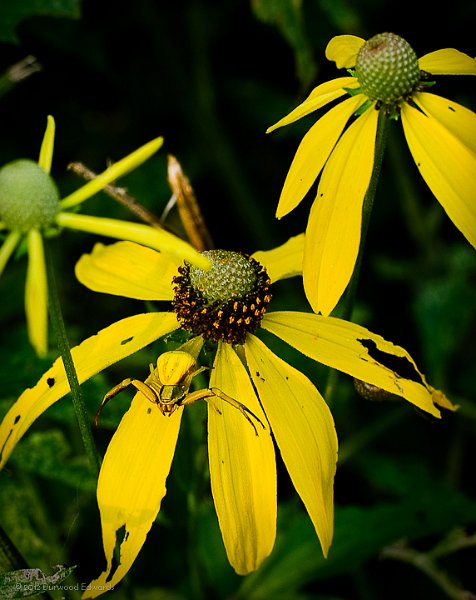 CrabSpider_0438-Edit.jpg - Gray-Headed Coneflower — Ratibita pinnata — (September 2, 2008) I noticed this well-camouflaged crab spider waiting patiently for dinner on the coneflower growing near the lower parking lot kiosk. This coneflower was used by Native Americans to make tea and a yellow-orange dye.
