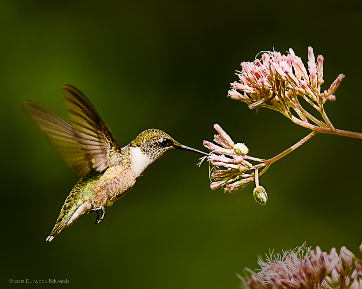 HummingBirdJoePye_0590.jpg - Hollow-stemmed Joe Pye Weed — Eupatorium fistulosum — (August 17, 2009) Joe Pye was an herbalist and healer who studied Native American medicine during the colonial period in North America. Admittedly this is more a photo of a Ruby Throated Hummingbird feeding on a Hollow-stemmed Joe  Pye Weed, but I liked it. Along with Spotted Joe Pye Weed, this genus is a common plant in the park. This species often grows to seven feet or more and was often used to treat kidney stones in the 19th century. 