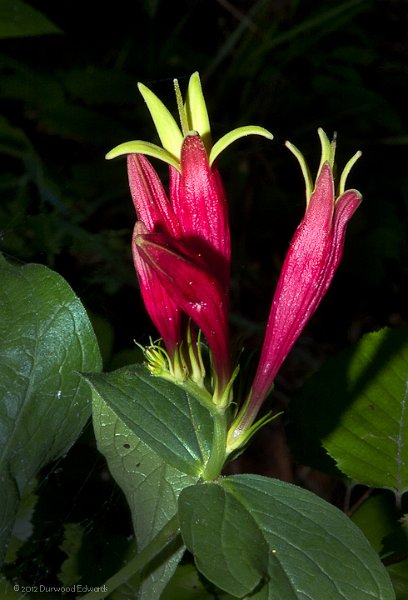 IndianPink_6267.jpg - Indian Pink — Spigelia marilandica — (June 10, 2006) This beautiful exotic-looking plant is found trailside throughout the lower levels of the park. It contains a poisonous alkaloid and has been used as a de-wormer in the past. The name has nothing to do with its color (definitely not pink) but with the pointed serrations at the ends of the petals giving the appearance of having been trimmed by pinking shears.