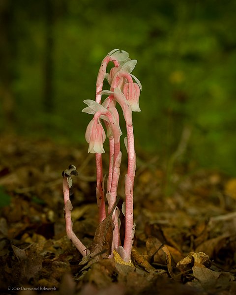 IndianPipes_0696-Edit.jpg - Indian Pipes — Monotropa uniflora — (September 19, 2009) Looking like a praying group of pink-habited nuns, this is a plant without chlorophyll! Sometimes misidentified as a saprophyte, or a plant that feeds on dead or decaying matter, Indian pipes actually get nutrition from a fungus that is in a symbiotic relationship with trees. More often seen as a pale white translucent plant, it may turn pink as it is fertilized. If picked it turns into a black gelatinous mass, a characteristic which accounts for its nickname of “Corpse Plant”. Over the past two years this strange plant has been found in fairly wide distribution along the Henry Hollow Loop, just below the upper parking lot, but its numbers seem to have been decreasing. Prior to seeing it in great numbers, 3 years ago, it was very uncommon, and may once again become more difficult to find.