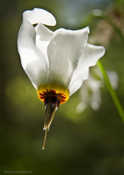 ShootingStar_0916-Edit.jpg - Shooting Star — Sibbaldiopsis tridentate — (April 28, 2008) Shooting  Stars  are widespread throughout the park, especially in damp areas and creek banks.