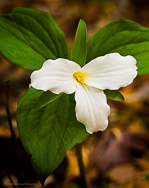 TrilliumLargeFlowered_6297.jpg - Large Flowered Trillium — Trillium grandiflorum — (April 11, 2011) The only example of the species I have seen in the park was found near the Henry Hollow Trailhead.