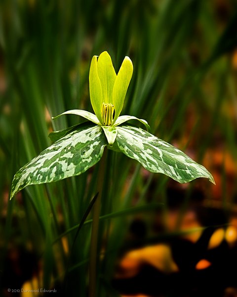 Trillium_3528.jpg - Yellow trillium — Trillium luteum — (April 14, 2009) A not uncommon relative of the more commonly seen purple blossomed Trillium cuneatum. Look for them near the creek at the Henry Hollow Loop Trailhead.