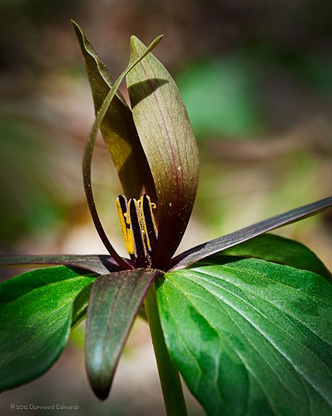 Trillium_6246.jpg - Sweet Betsy — Trillium cuneatum — (April 9, 2011) The most common trillium in the park and the one you are probably most familiar with. A trillium does not normally flower until its 6th or 7th year.