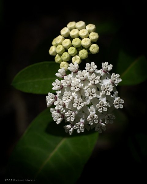 WhiteMilkweed2828_8x10-Edit.jpg - White Milkweed — Asclepias variegata — (May 26, 2005) Even weeds can be beautiful!  This specimen was found directly adjacent to the uphill trail on the Henry Hollow Loop beginning at the lower parking lot.