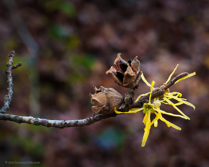 WitchHazel_9888-Edit.jpg - Witch Hazel — Hamamelis virginiana  — (November 2, 2011) Probably the only plant you will find that has blooms from one year and ripening fruit from the previous year at the same time. This branch shows new blossoms and black seeds emerging from the pods of the previous year's blooms. Be cautious examining seed pods as they are capable of spitting the seeds up to 30 feet away from the tree with great force.