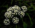 CowBane_6501_8x10