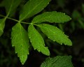 Cowbane_1348