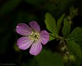 Geranium_0908_8x10-Edit