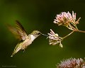 HummingBirdJoePye_0590