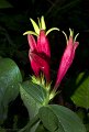 IndianPink_6267