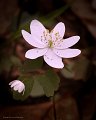 RueAnemone_0726_8x10-Edit-Edit