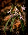 SlenderToothwort_0405_4x6-Edit
