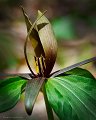 Trillium_6246