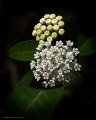 WhiteMilkweed2828_8x10-Edit