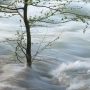 Small Alder stands against the flood - June 2011