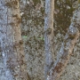 Chameleon Tree - June 2011