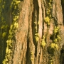 These lichens on this Western Cedar were an intense saturated chartreuse