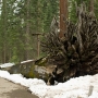 A fallen Sequoia in the Mariposa grove of Big Trees. This grove of giant trees is about  30 miles south of the valley and at an elevation of about 5700 feet.