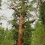The Grizzly Giant Sequoia<br>Approximately 2700 years in age and over 30 feet in diameter at its base