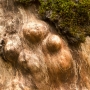 A Knotty Tree Trunk near the Yosemite River