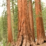 Mary marveling at "The Bachelor and Three Graces" in the Mariposa Grove